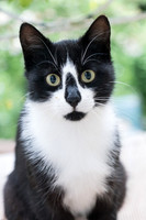 Charlie Chaplin Cat 2016
