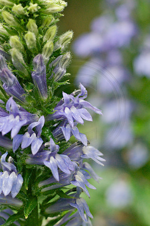 Blue Lobelia