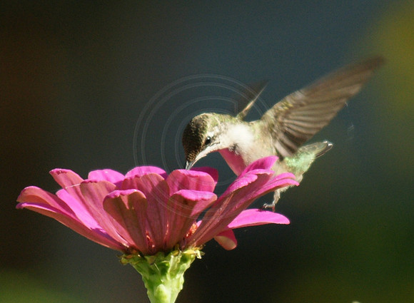 Hummingbird on Pink Zinnia 2 Close up