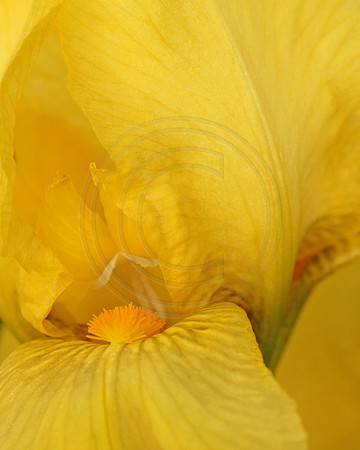 Inside a Yellow Iris