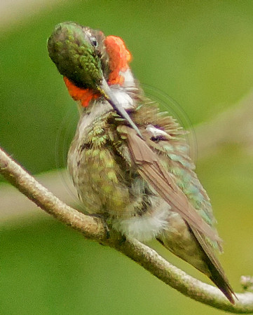 Male Ruby Throat Preening
