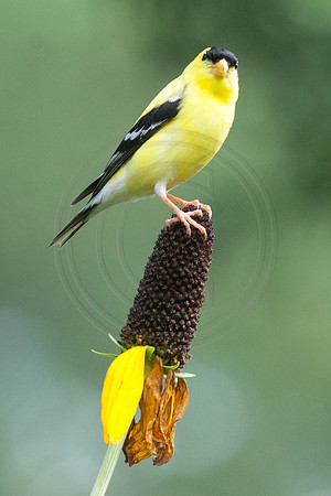 Goldfinch on Rudebeckia Maxima 2 2014