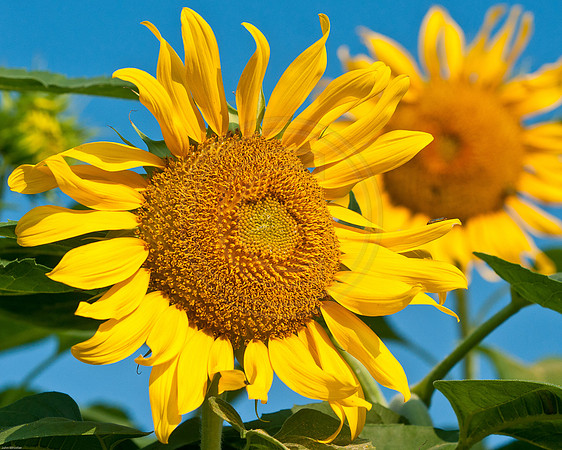 Sunflowers 2011