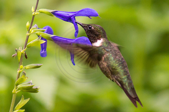 Male Ruby Throat at Black and Blue Salvia 2 2014