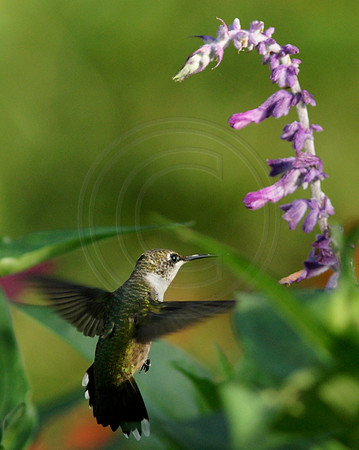 Hummingbird at Mexican Sage