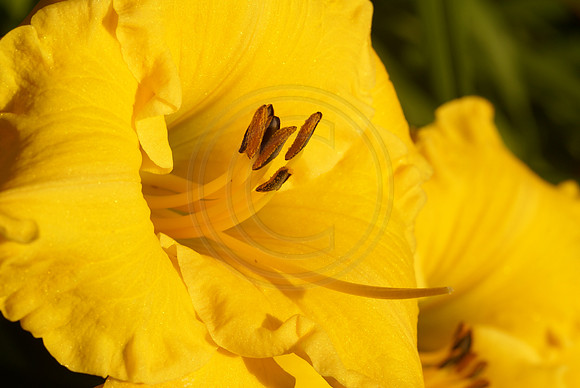 Yellow Daylily Close Up