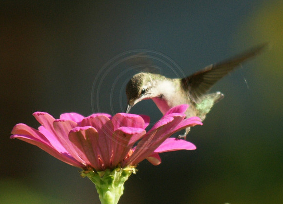 Hummingbird on Pink Zinnia Close up