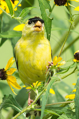 Goldfinch Male In Rudebeckia 2014