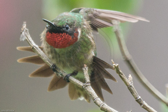 Hummingbird Yoga 2