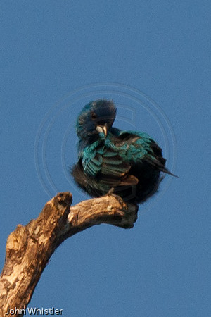 Indigo Bunting Preening