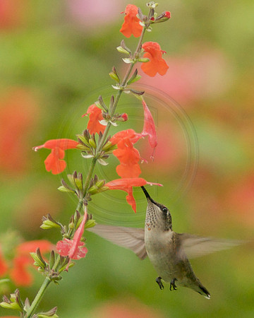 Hummigbird with Long stem of Lady in Red