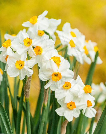 Daffodils Spring 2012