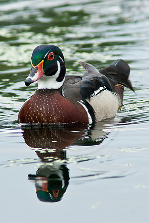 Wood Duck Reflection