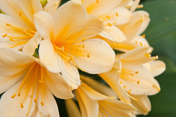 Yellow Clivia