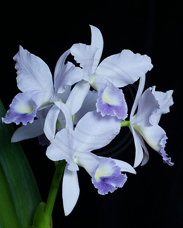 C. Portia