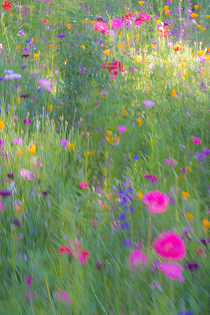 Pastel Wildflower Garden 2014