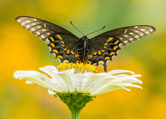 Black Swallowtail on White Zinnia