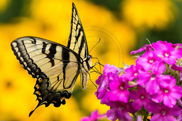 Swallowtail and Pink Phlox
