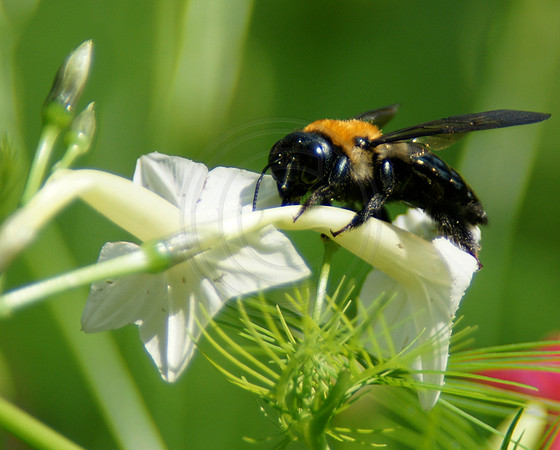 Bumble Bee on White Cypress Vine
