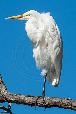 Great Egret in Chicoteague 2013