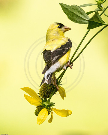 Goldfinch Rudebeckia Perch 2016