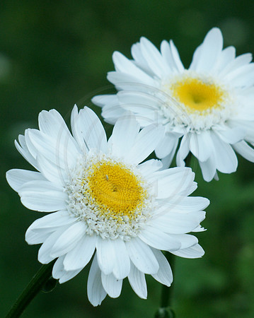Daisy Pair
