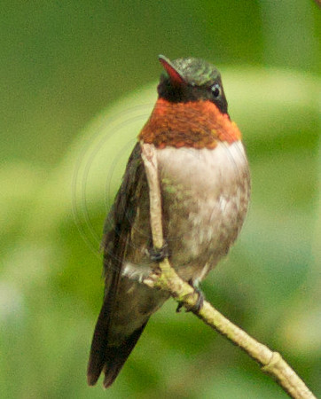 Male Ruby Throat 1