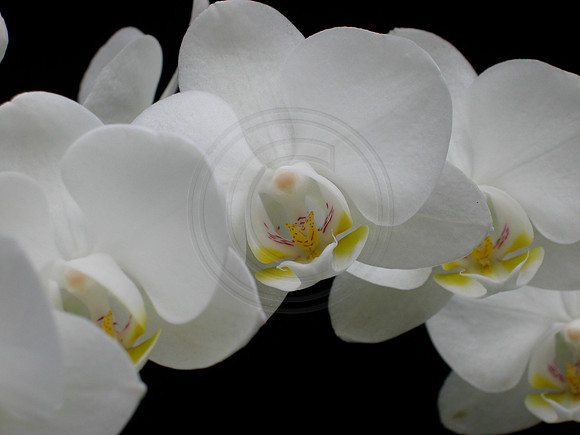 Arching White Miniature Phal