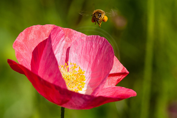 Pink Poppy and Heavy Honey Bee