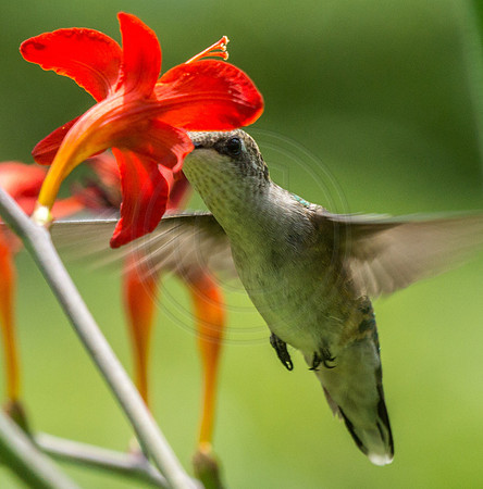 Hummingbird at Crocrosmia 2014