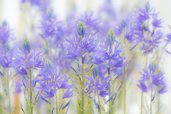 Blue Flowers White Fence Pastel