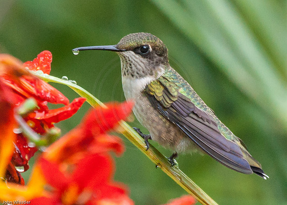 Hummingbird Dew Drop
