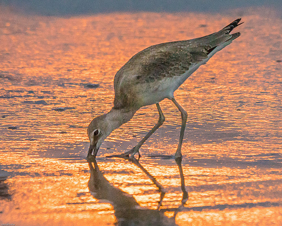 Sandpiper at Sunrise 2015