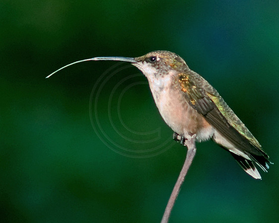 Hummingbird's Tongue