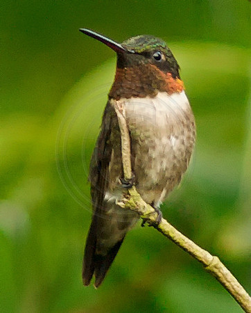 Male Ruby Throat 2