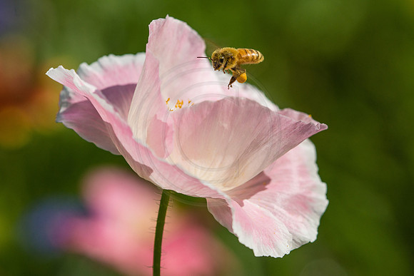 Honey Bee at Pink Picotee Poppy 2014
