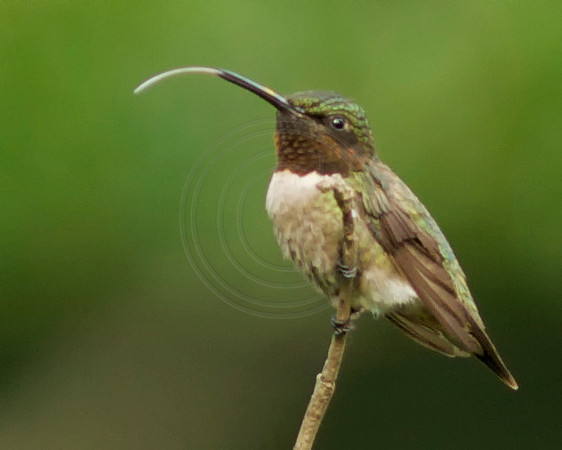 Male Ruby Throat with Tongue Extended