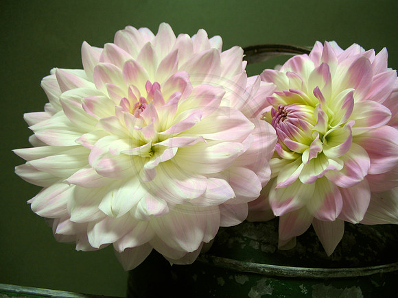 Two Pink and White Dahlias