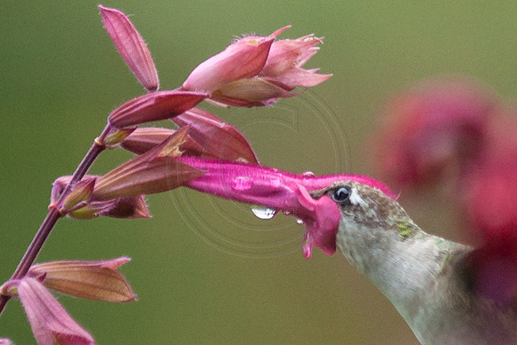 Hummingbird in Wendy's Wish Salvia 2013