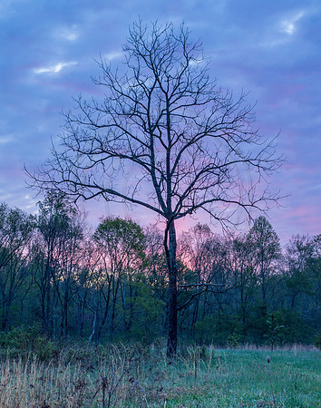 Black Walnut Sunrise