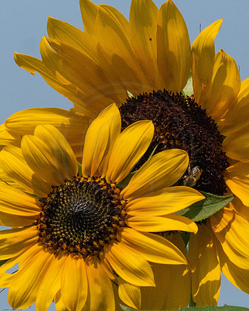 Sunflower Pair