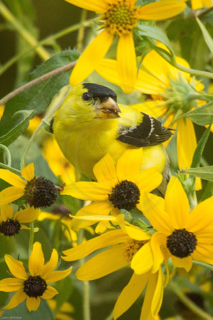Goldfinch Male in Rudebeckia
