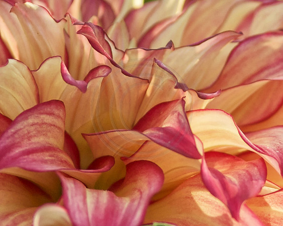 Red and White Dahlia Close Up