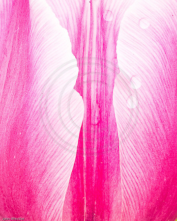 Pink Tulip Petals Close Up