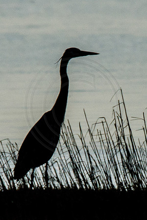 Great Blue Heron Silhouette 2014