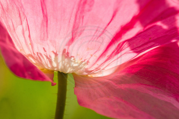 Pink Poppy Close Up 2014