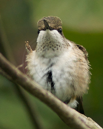 Very Ruffled Female Ruby Throat