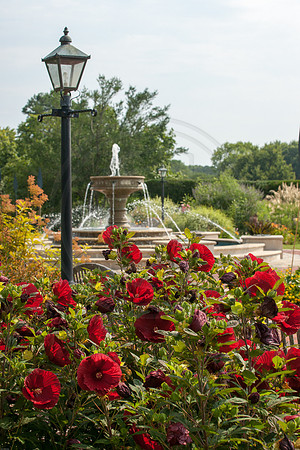 Red Hibiscus at Norfolk Botanical Garden