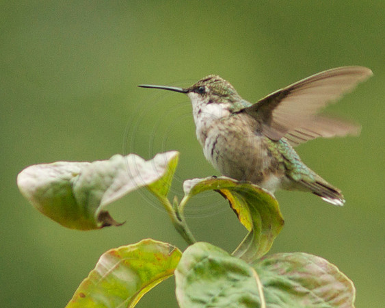 Hummingbird on Rolled Dogwood Leaf