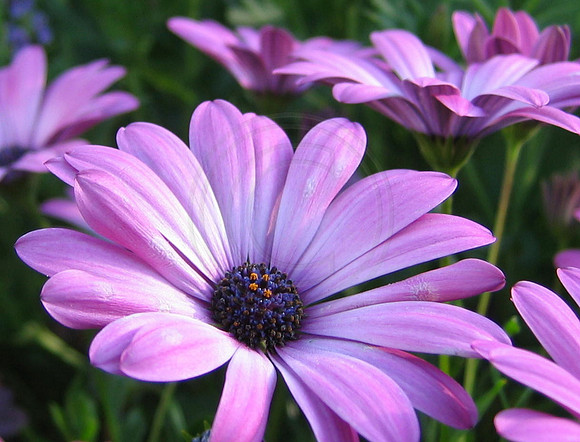 Cape Daisies in the Garden